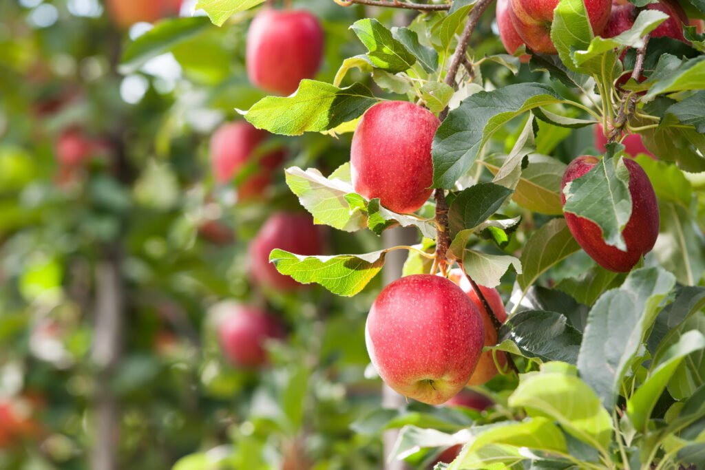 Zad 1 Apple Plant